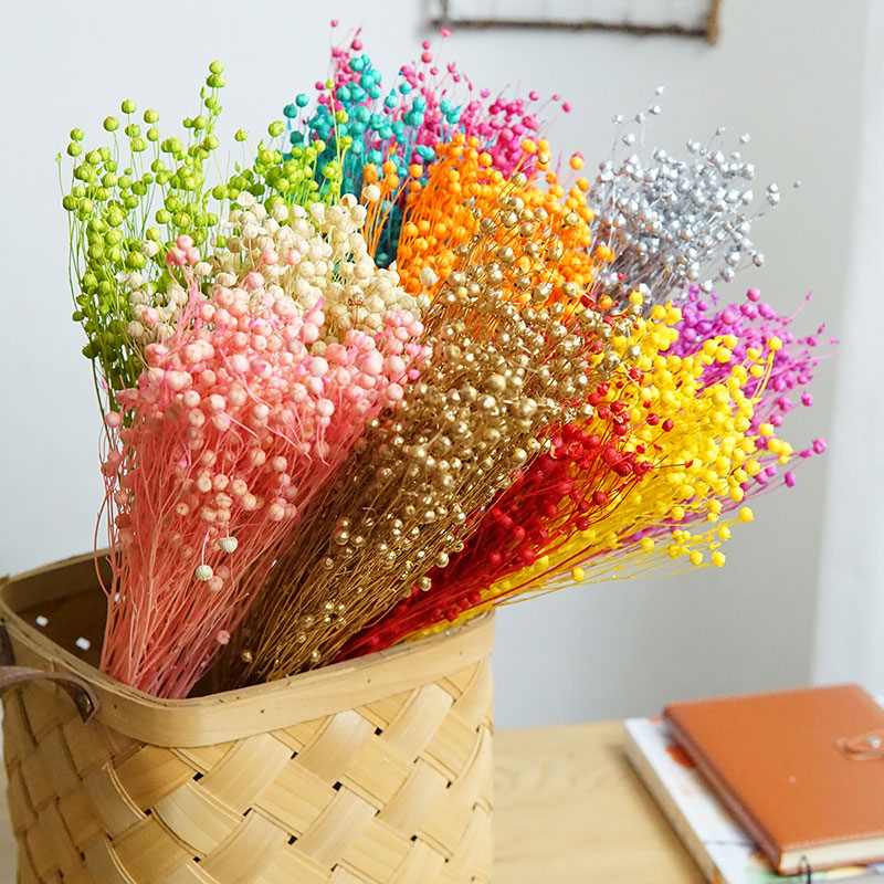Dried Flower Bulk - 35 g/konservierte Ormosia Hosiei natürliche echte