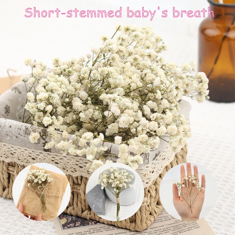 50 Stück Natürliche Getrocknet – Dried Flower Bulk Bewertung und Preis