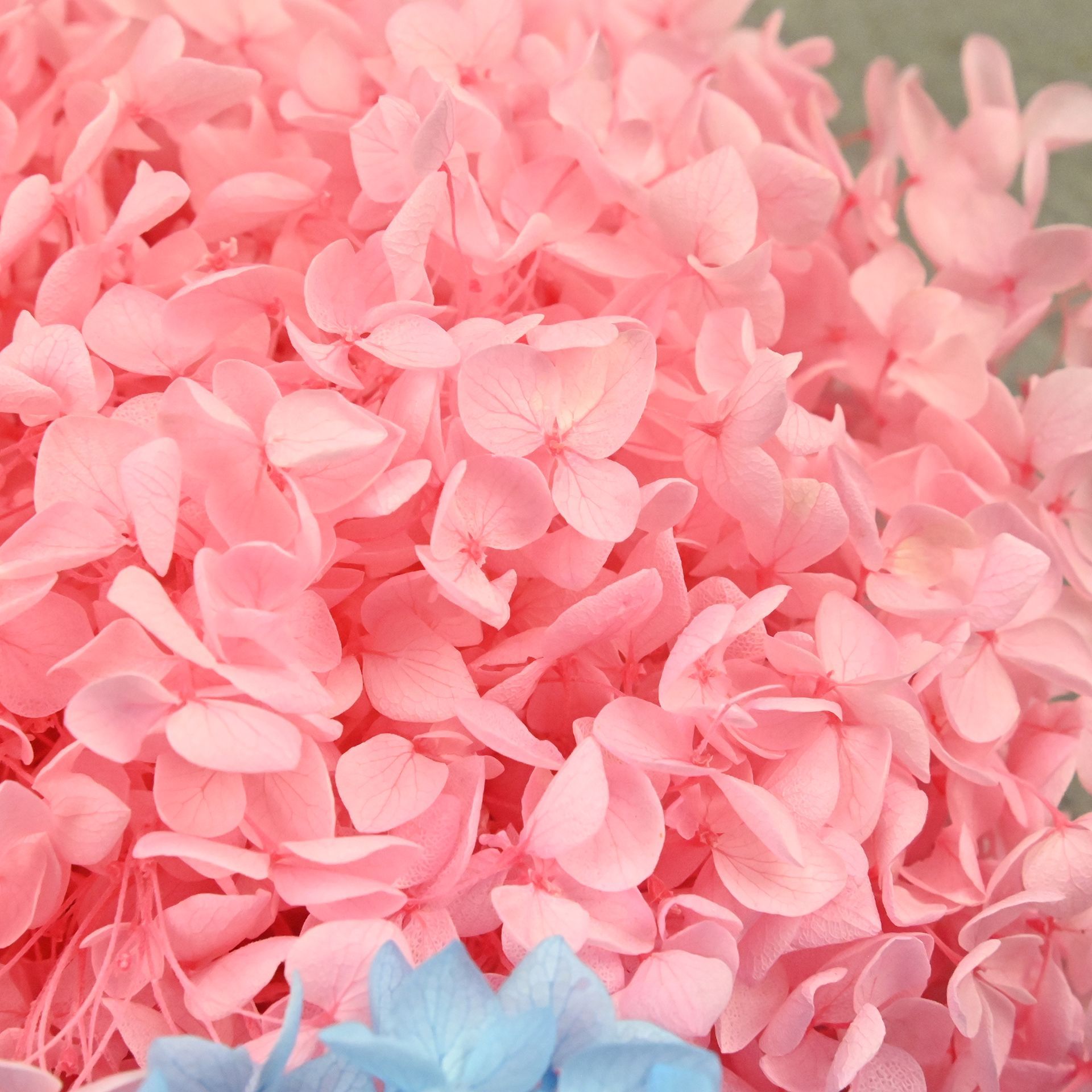 20g Natürliche Hortensienblüte – Dried Flower Bulk Bewertung und Preis
