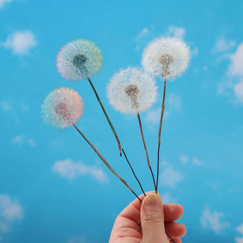 Konservierte Löwenzahnblüten D – Resin Crafts Bewertung und Preis