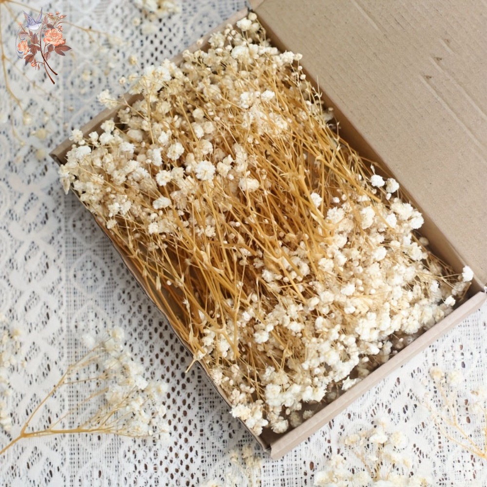 100 Stück Mini Getrocknete Sch – Dried Flower Bulk Bewertung und Preis
